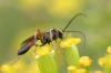 Campopleginae inconnu